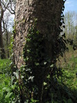 SX05322 Ivy on tree trunk.jpg
